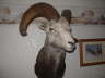 Mein Rocky Mountain Stonesheep